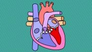 World Heart Day 2018: Theme and Objective of the Day, and Interesting Facts About the Human Heart