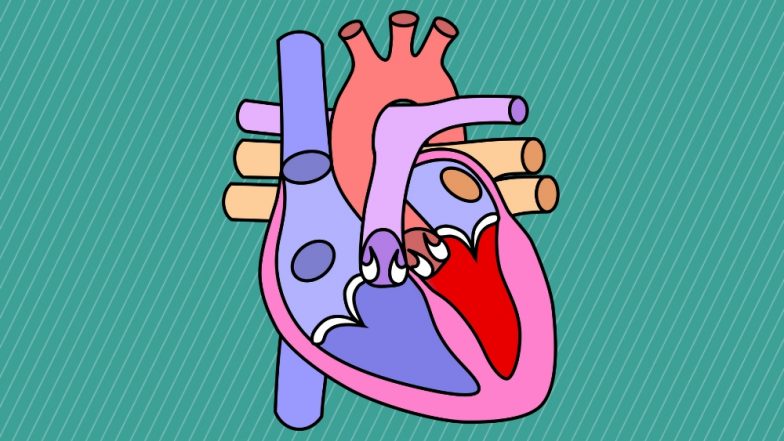 World Heart Day 2018: Theme and Objective of the Day, and Interesting Facts About the Human Heart