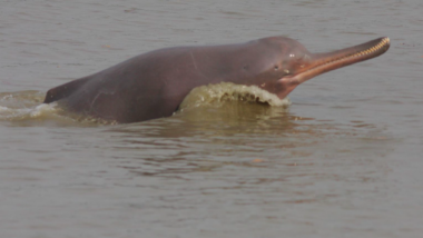 Dolphins in River Ganga: Count Increases From 22 in 2015 to 33 in 2018