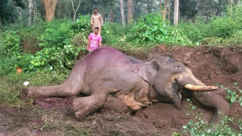 Karnataka: 62-Year-Old Elephant ‘Indira’ Dies in Udupi District