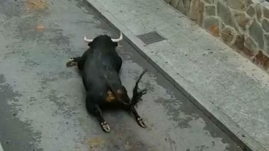 Spain: Bull Breaks Both Legs After Leaping From Ramp Placed too High; Heart Breaking Video Goes Viral