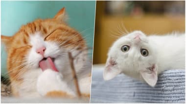 Cute And Funny Cats