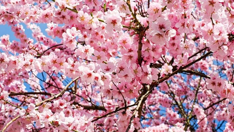 Cherry Blossoms in Japan in October! Typhoon and Extreme Weather Sees Rare Early Bloom, View Pics!
