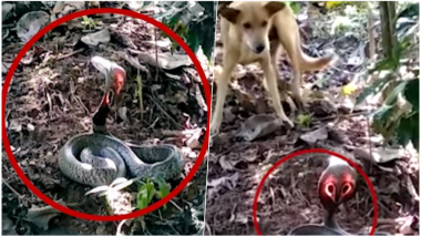 Rare Cobra With Shining Red Hood Spotted at Chikmagalur Farmland in Karnataka, Watch Video