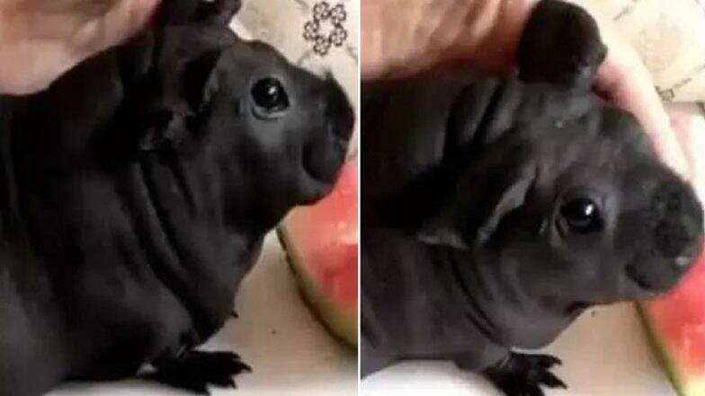 Man in China Adopts Chubby Dog, Turns Out to Be a Bamboo Rat! View Pic Man in China Adopts Chubby Dog, Turns Out to Be a Bamboo Rat! View Pic