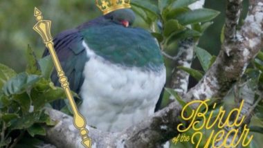 New Zealand Votes 'Tipsy' Pigeon Bird of the Year