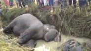 Odisha: Seven Elephants Electrocuted to Death Near Kamalanga Village in Dhenkanal District