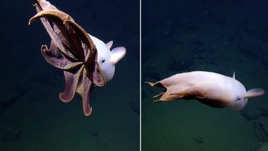 'Ghostly' Dumbo Octopus Captured on Camera in Deep Waters of California, Watch Video of Rarely Seen Underwater Creature