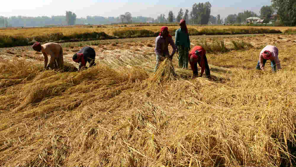 India News | Crops Over 1.56 Lakh Acres Damaged in Coastal Andhra ...