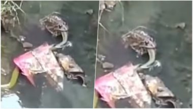 Frog Kills Snake At a Village in Karnataka, Watch Shocking Video