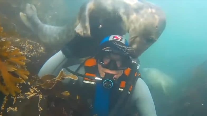Wild Grey Seal Loves to Hug Humans and Hold Their Hands - Watch The Adorable Video Wild Grey Seal Loves to Hug Humans and Hold Their Hands - Watch The Adorable Video