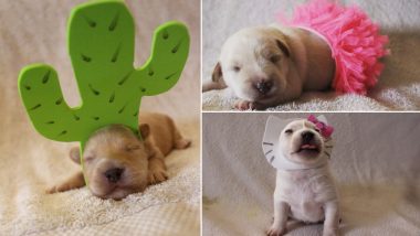 These Puppies in Halloween Costumes are Awww-dorable! View Cute Pictures From Texas Foster Farm