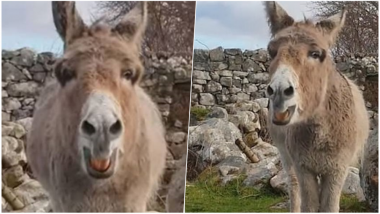 Harriet, The Singing Donkey From Ireland is an Internet Sensation! Watch Viral Video of Her Melodious Opera-like Singing