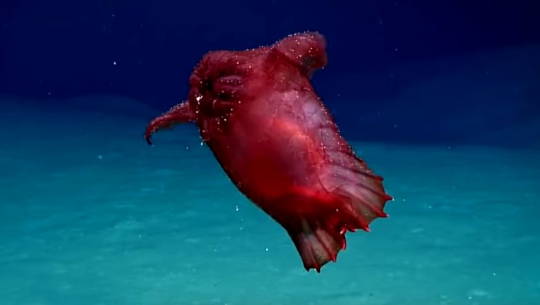 Headless Chicken Monster Filmed in Antartica Ocean for the First Time ...