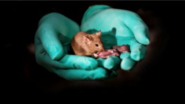 Scientists Make Same Sex Mice Have 29 Babies Using Stem Cells and Gene Editing, View Pics!