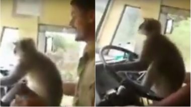 Video of Monkey Driving Bus in Karnataka Has Gone Viral, KSRTC Driver Removed from Duty