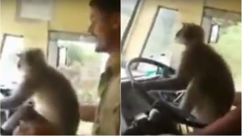 KSRTC suspends driver for letting Langur take wheel