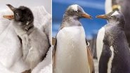 Gay Penguin Couple Sphengic From Sydney Welcome Their Baby, View Cute Pic of The Newly-Born Penguin Chick