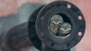 2018 Wildlife Photographer of the Year: 10-Year-Old Arshdeep Singh From Punjab Wins Award for 'Pipe Owls' Picture