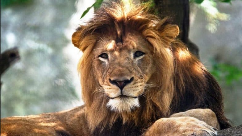 Nyack Killed by Zuri! 10-Year-Old Male African Lion Killed by Mother of His Cubs at Indianapolis Zoo Nyack Killed by Zuri! 10-Year-Old Male African Lion Killed by Mother of His Cubs at Indianapolis Zoo