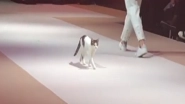 Cat Steals The Show as it Graces the Ramp With Its &lsquo;Catwalk&rsquo; at Fashion Show in Turkey; Watch Video
