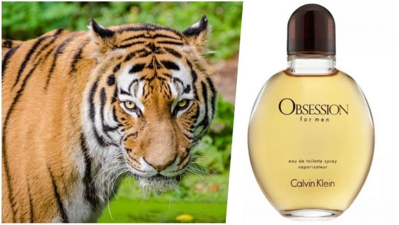 tiger calvin klein obsession