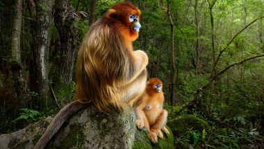 Wildlife Photographer of the Year 2018 Winner: Marsel van Oosten Wins The Title For Picture of Two Gazing Golden Monkeys With Blue Faces