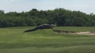 Gigantic Alligator 'Chubbs' Strolls Into a  Florida Golf Course, Freaks Everyone Out
