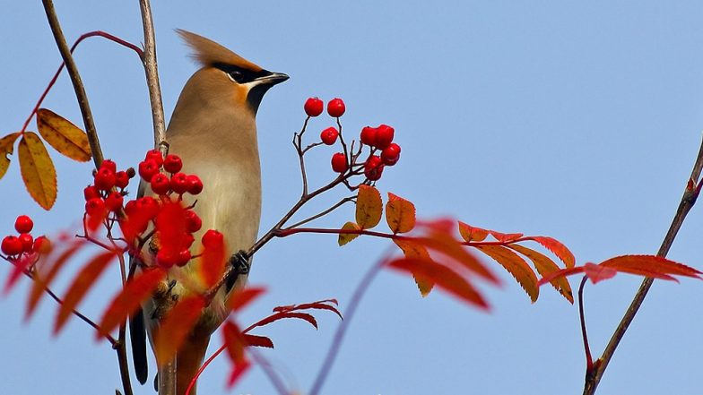 Birds Are High! Drunk ‘Tweeties’ in Minnesota Are Flying Into the Car’s Windows