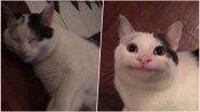Ollie, the Polite Cat Goes Viral! Feline With Unique Human-Like Expression Is the Latest Internet Meme; View Pics