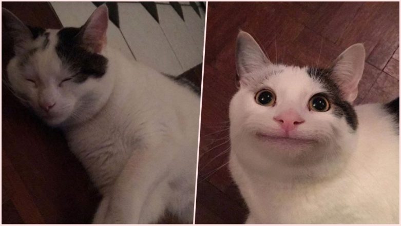 Ollie, the Polite Cat Goes Viral! Feline With Unique Human-Like ...