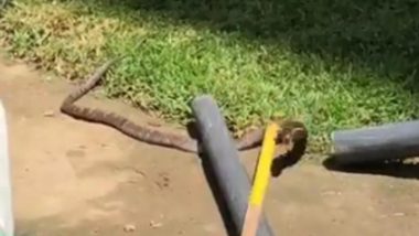 Snake on Field! England Team’s Cricket Practice Session Disrupted by a Cobra (Watch Video)