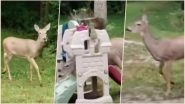 Oh Deer! Watch Viral Video of a Stumbling Deer Accidentally Recreating Phil Collins Hit &lsquo;In the Air Tonight&rsquo;