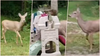 Oh Deer! Watch Viral Video of a Stumbling Deer Accidentally Recreating Phil Collins Hit ‘In the Air Tonight’
