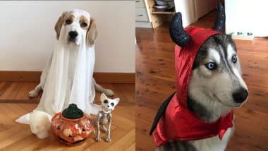 Halloween hounds, Lifestyles