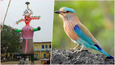 Dussehra 2018: Importance of ‘Neelkanth’; Know the Significance Behind Seeing the Indian Roller Bird on This Day