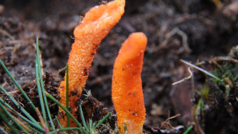Himalayan Viagra, World's Most Expensive Fungus, Listed as 'Vulnerable to Extinction' by IUCN