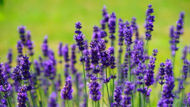 Lavender Could Be Good As Valium To Calm Anxiety, Says Study