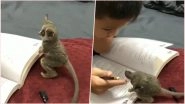 This Little &lsquo;Mouse Lemur&rsquo; Will Make Any Kid Do His Homework Right! Watch One of the Cutest Animal Video Here