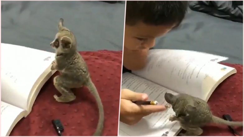 This Little ‘Mouse Lemur’ Will Make Any Kid Do His Homework Right! Watch One of the Cutest Animal Video Here