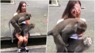 Horny Monkeys Have Sex On A Female Tourist's Knees In A Forest In Bali -Watch The Hilarious Video