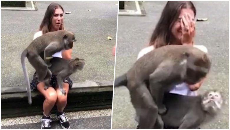 Monkeys Having Sex - Horny Monkeys Have Sex On A Female Tourist's Knees In A Forest In Bali  -Watch The Hilarious Video | ðŸ‘ LatestLY