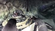 #LoveIsLove at Sea Life Sydney Aquarium! Gay Penguin Couple ‘Sphengic’ Fosters Their First Baby; Watch Video