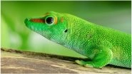 Gecko Makes Prank Calls to 'Bazillion' People From Hospital Phone in Hawaii; Here&rsquo;s the Story