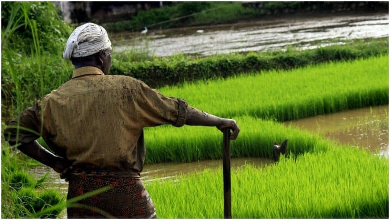 What is Zero Budget Farming? All About The Traditional Method Quoted by Nirmala Sitharaman