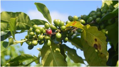 Coffee Leaf Rust Is Reducing Its Production Drastically in Latin America; the Industry Is in a Crisis Situation