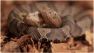 Rare 2-Headed Copperhead Snake Found in Kentucky Home; to Be Displayed at Wildlife Centre
