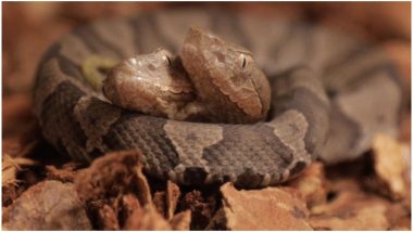 Rare 2-Headed Copperhead Snake Found in Kentucky Home; to Be Displayed at Wildlife Centre