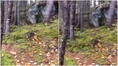 Is The Forest Breathing? Know the Reality of This Viral Video From Quebec