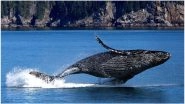 Male Humpback Whales' Singing Pattern Changes, Thanks to Shipping Noise